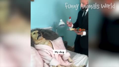 Dog video new funniest 🤣🤣