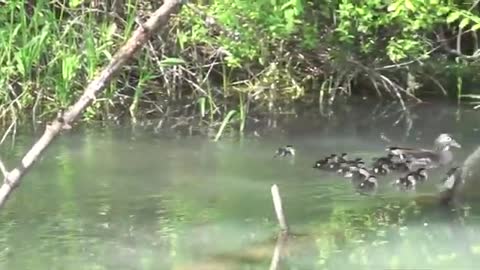 Duck plunging following its mother swimming