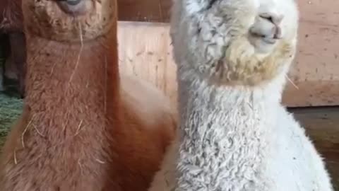 So cute Llama 😍