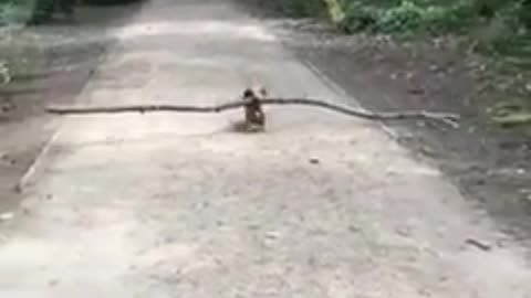 dwarf dog with a giant branch in his mouth running happy