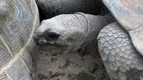 Tortoise at Tulsa Zoo