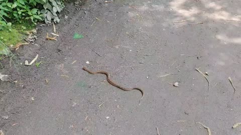 Meet a wild baby snake while hiking.