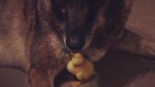 Big black dog protecting small yellow duck