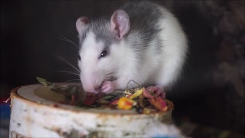 Rat Eat Chucks Food Grains Cute Smart