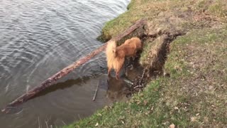 Dog clears the beach of debris
