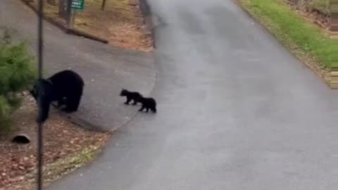 Tiny Black Bear Cubs Prance Across