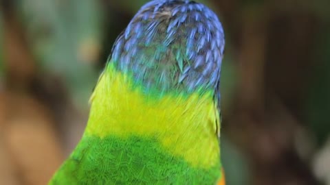 Papagaio Pássaro Colorido