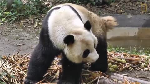 What Do Giant Pandas Do When They're Not Eating?