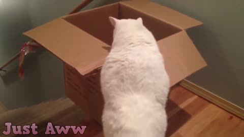 Cats Are Disaster - Funny Cat Fails 2021 Funniest Animals Americas funniest home videos