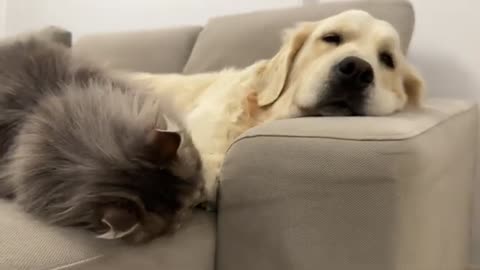 Funny Cats Never Leave a Golden Retriever Alone