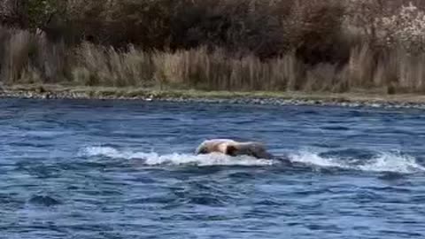 A brown bear catches a red salmon!