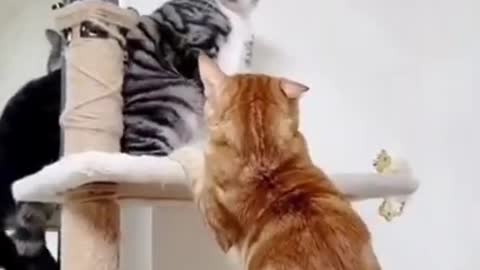 Cat Fight Video