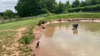 Three legged dachshund swims alone for first time