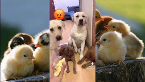 Funny dog Videos Compilation cute moment of the animals