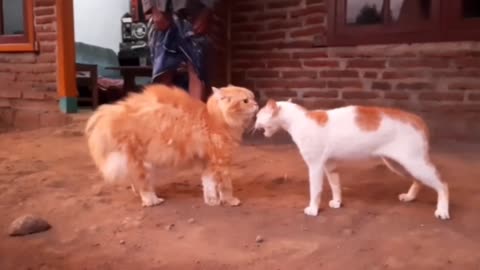 Cats Fighting Funny video 🤣🤣