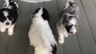 Sheepadoodle puppies