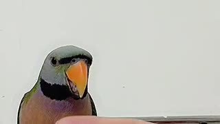 Watch the cute parrot follow his owner's hand gestures