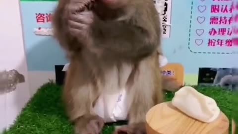 Funny Monkey Eating Show