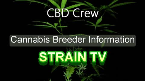 CBD Crew - Cannabis Strain Series - STRAIN TV