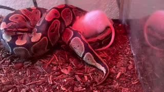 Young Ball Python Seems to Be Broken