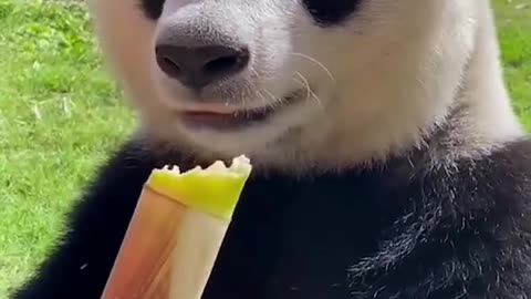 cute panda