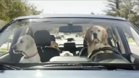 Video de perros manejando