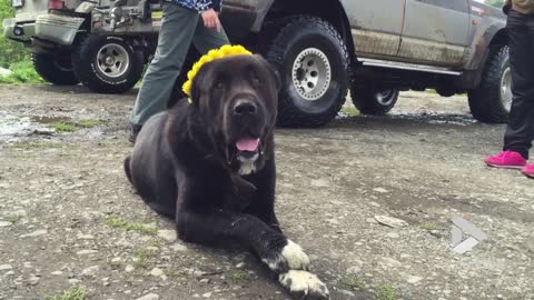 Alabai dog dons daisy halo