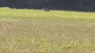 Coyote in broad daylight