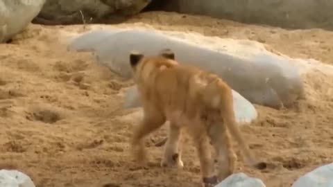 Aghast! The Brutal Moment When the Fierce Lion Couldn't Avoid The Giant Lizard Bites| Wildlife