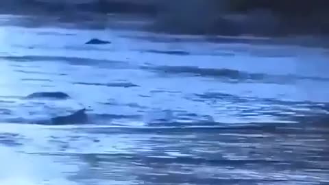 Hunting Dog Catching Fish