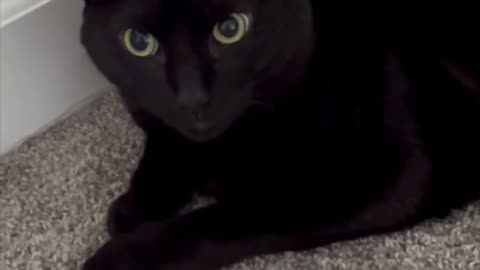 Adopting a Cat from a Shelter Vlog - Cute Precious Piper Looks So Beautiful #shorts