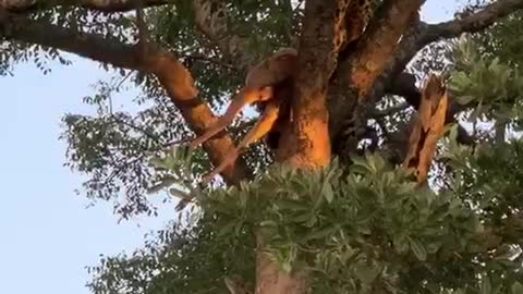 leopard climbing a tree with its prey