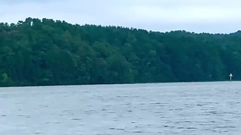 Osprey trying to lead bald eagle away so mate can fish.