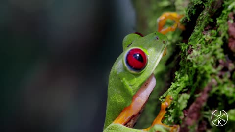 COSTA RICA IN 4K 60fps HDR ULTRA HD_1080pFH