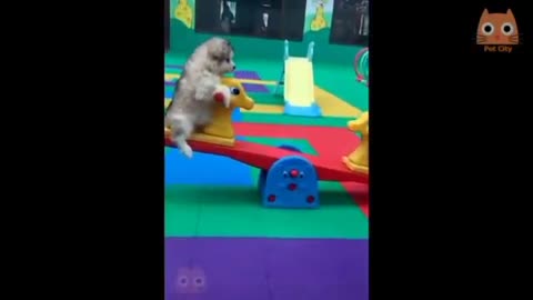 PERRITOS JUGANDO EN EL BALANCÍN