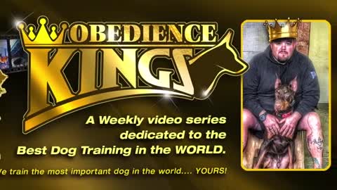 Dog training // Tip and Tricks Best Dog Obedience kingtraining