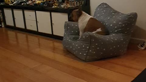 French Bulldog Loves Watching TV