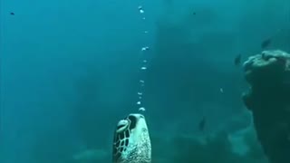 SLEEPING AT THE BOTTOM OF THE SEA