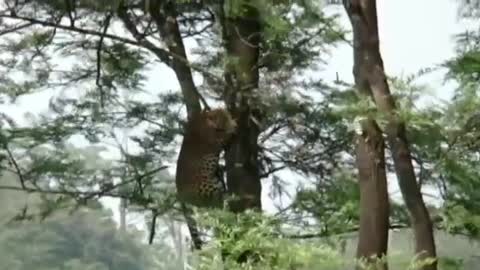 Jaguar climbing trees.