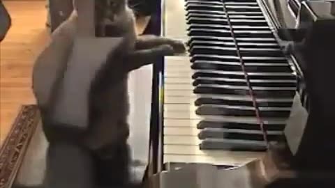 Pawsitively Hilarious: Keyboard Cat Takes Rumble by Storm!