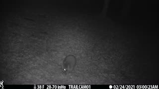 Cute Raccoon Hanging Out Under the Trail Cam