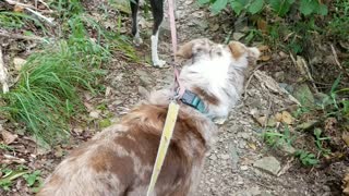 Three dogs tied together walking in Oklahoma