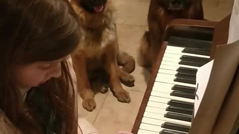 Little girl play piano for her dogs