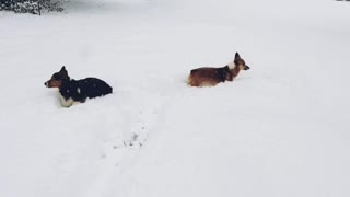 Corgis First Snow Day!