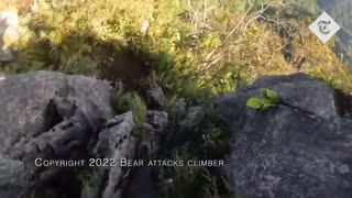 WATCH HOW BEAR ATTACKS CLIMBER