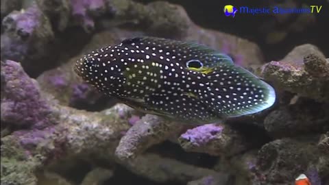 How cool is this Comet Grouper! Marine Betta