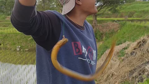 Indonesian traditional eel fishing...! so much fun