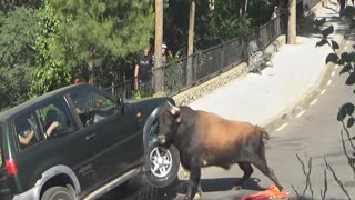 Bull Destroys 4x4 Vehicle During Festivities