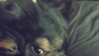 German shepherd covers his face in bed