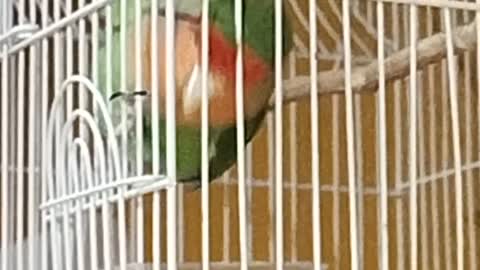 My beautiful parrot